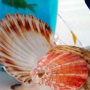 Table centres featuring live goldfish and shells